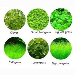 shopping ציוד כלבים Aquarium Plant Seeds Aquatic Hair Grass Carpet Water Grass Fish Tank Easy Plants