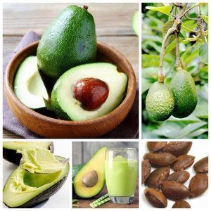 Egrow 10Pcs/Pack Avocado Seeds Persea Americana Mill Pear Seed DIY Healthy Fruit Salad