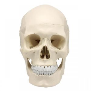 Life Size Human Anatomical Anatomy Resin Head Skeleton Lifesize Skull Medical Teaching Model