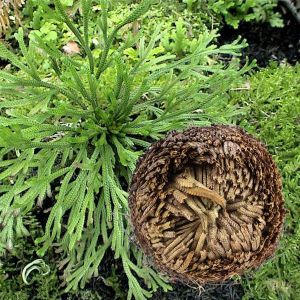 shopping גינה וגנים 1Pcs Resurrection Plants Hydrophile Rose Of Jericho Dinosaur Plant Air Fern Spike Moss