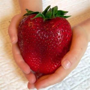 shopping גינה וגנים Egrow 100Pcs Giant Red Strawberry Seeds Heirloom Super Japan Strawberry Garden Seeds