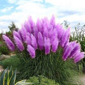 shopping גינה וגנים Egrow 200Pcs Pampas Grass Seed Potted Purple Pampas Grass Garden Ornamental Plants