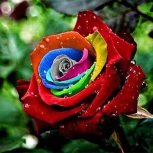 shopping גינה וגנים Egrow 200Pcs Rainbow Rose Seeds Rare Colorful Flower Potted Plant Garden Bonsai