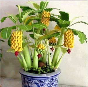 shopping גינה וגנים Egrow 30 Pcs Dwarf Banana Seeds Bonsai Tree Tropical Fruit Seeds Balcony Flower for Home Plants