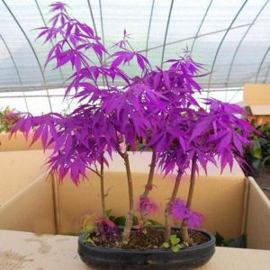 shopping גינה וגנים Egrow 40Pcs Purple Maple Seeds Rare Color Beautiful Purple Ghost Bonsai Plants Trees