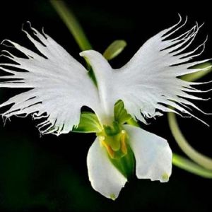 Egrow 200pcs Japanese Egret Flowers Seeds White Egret Orchid Seeds Radiata Rare White Orchid