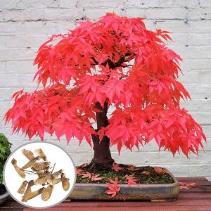 Egrow 10pcs Red Maple Seeds Garden Bonsai Beautiful Indoor Potting Plant