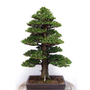 Egrow 20Pcs Japanese Cedar Semillas Bonsai Seeds Rare Tree Seeds for Home Garden Planting