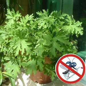 Egrow 100Pcs/Bag Mozzie Buster Seeds Riddex Plant Seeds Mosquito Repelling Grass Mozzie Buster Sweet Grass Garden &amp; Home B