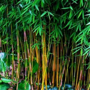Egrow 20Pcs/Bag Black Bamboo Seeds Rare Giant Black Moso Bamboo Bambu Seeds Professional Pack Bambusa Lako Tree Seeds for Home Gar