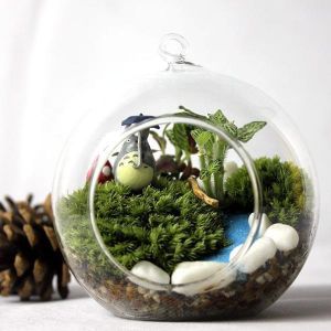 DIY Mirco Landscape Moss Plant Natural Wild Leucobryum Bowringii Glass Bottle Decorations