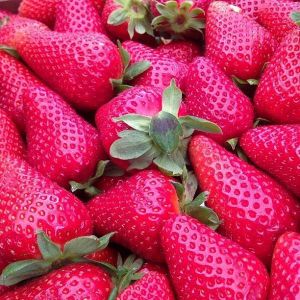 Egrow 500Pcs Rose Red Strawberry Seeds Garden Planting Sweet Fruit Seeds