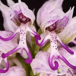 Egrow 100Pcs/Pack Naked Male Flower Seeds Garden Bonsai Rare Orchid Flower Seeds