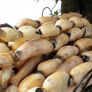 Egrow 5pcs/Bag Lotus Root Seeds Chinese Vegetable Lotus Root Seeds Aquatic Plants Nelumbo Nucifera Seeds
