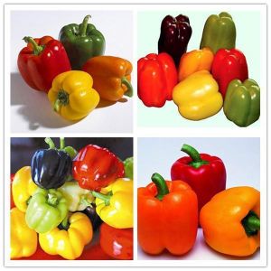 Egrow 50Pcs/Bag Mixed Red Yellow Green Pepper Seeds Colorful Sweet Pepper Seeds  Yellow Purple Red Green White Orange Black Mixed 