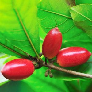Egrow 20pcs/Bag Synsepalum Seeds Synsepalum Dulcificum/Miracle Fruit Seeds Bonsai National Treasures of Precious Fruits Interestin