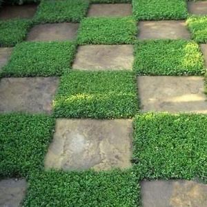 Egrow 100Pcs/Bag Ground Cover Green Seeds Herniaria Glabra Seeds Grow in Poor Soil Lawn Carpet Seeds Ground Cover Green Carpet See