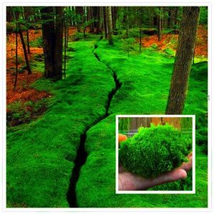 Egrow 100Pcs/Pack Moss Seeds Home DIY Bonsai Decoration Grass Seeds Potted Plants Seeds