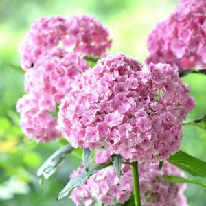 Egrow 50Pcs Vanilla Strawberry Hydrangea Flower Seeds Planting Flower Bonsai Tree Seeds