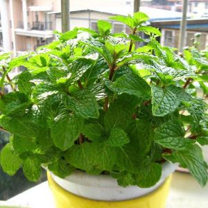 Egrow 30pcs Mentha Spicata Spearmint Seeds Perennial Flower Seeds
