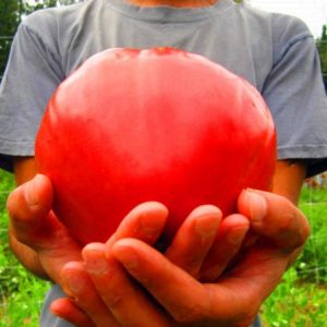 Egrow 100 Pcs/Pack Giant Tomato Seeds Organic Fruit Red Strawberry Tomato Bonsai Fresh Vegetable Solanum lycopersicum Potted Plant