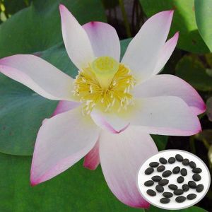 10pcs Flammule Bowl Lotus Seeds Garden Aquatic Plant