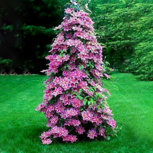 Egrow 100Pcs Clematis Flower Seeds Perennial Vines Climbing Clematis Plant Seed Garden Decoration