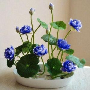 Egrow 5Pcs Lotus Seeds Blue Green Bowl Lotus Water Lily Seeds Rare Aquatic Flower Plant Seed