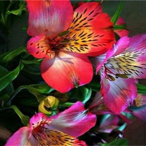 Egrow 100PCS/Pack Lily Seeds Rare Peruvian Lily Alstroemeria Bonsai Plants Mix-Color Beautiful Lilies Flower For Home &amp; Ga