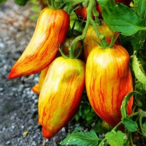 Egrow 100Pcs/Pack Red Green Yellow Tomato Seed Greenhouse Potted Organic Vegetable&amp; Fruit Seeds
