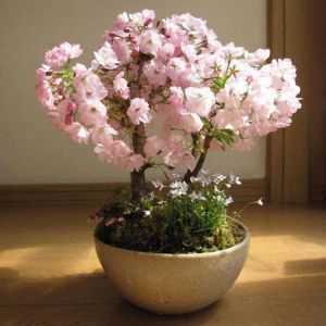 shopping גינה וגנים Egrow 10Pcs Sakura Flower Seeds Pink Cherry Blossom Tree Bonsai Plants Garden Rare Perennial Planting