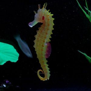 Luminous Artificial Simulated Hippocampus Environmentally Friendly Material Aquarium Fish Tank Decor