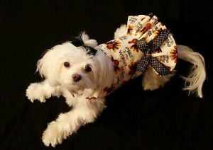 Medium Thanksgiving Wobble Gobble Dress-Dog dress clothes-Puppy Apparel