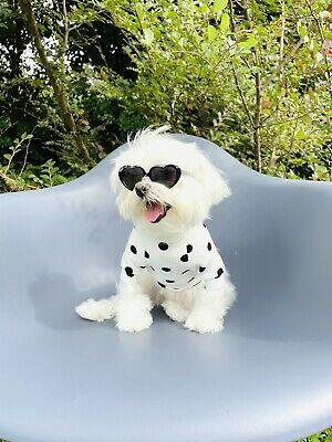 shopping ציוד כלבים Dog T Shirt Cute points Design Small Sizes XXS, XS and S Cute Dog