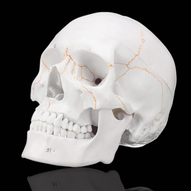 shopping ציוד מעבדה Life Size Human Anatomical Anatomy Head Skeleton Skull Teaching Medical Model Precise