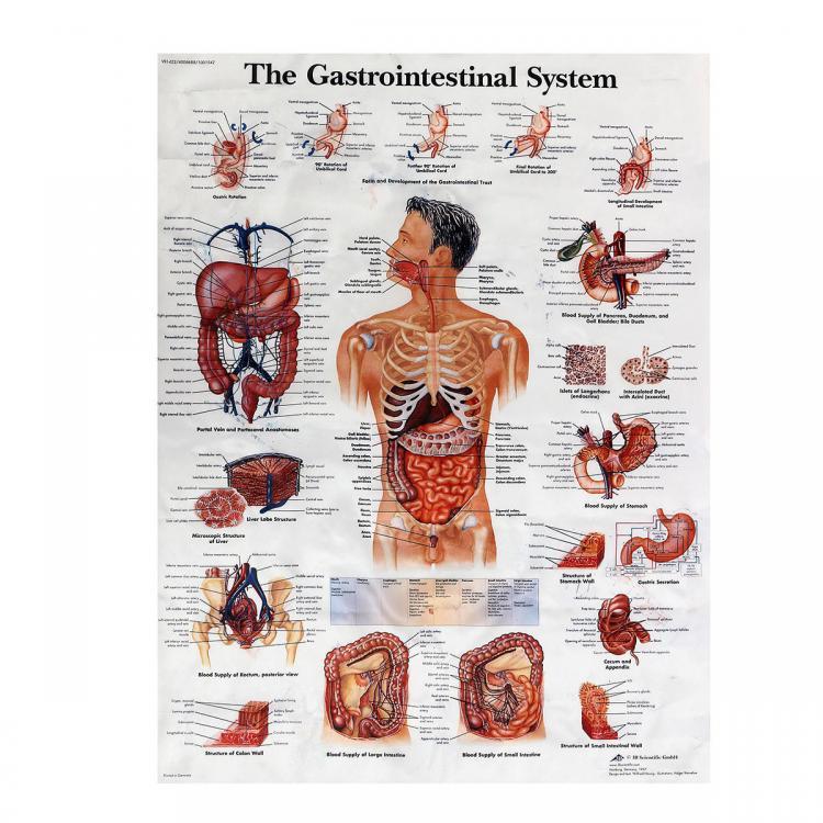 shopping ציוד מעבדה Digestive System Human Anatomy Teaching Poster 60x80cm Medical Science Man Body