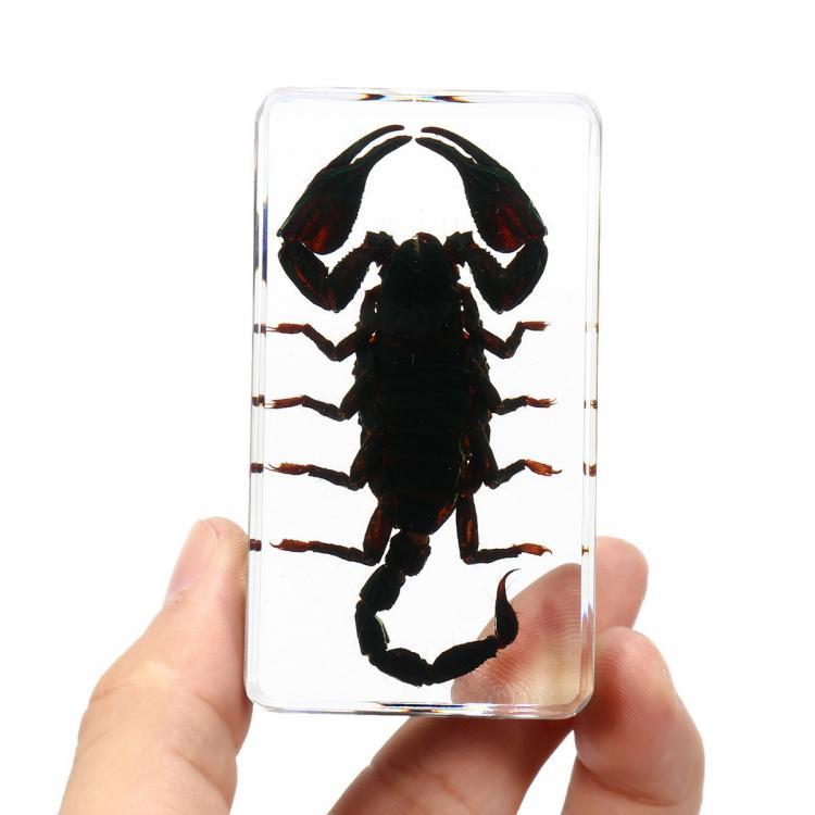 shopping ציוד מעבדה Clear Acrylic Lucite Insect Specimen Spider Black Longhorn Beetle Scorpions Craft Science Toy