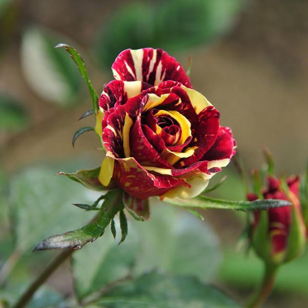 shopping גינה וגנים 30Pcs Meteoric Shower Rose Seeds Abracadabra Seeds Flower Bonsai DIY Home Garden Dec