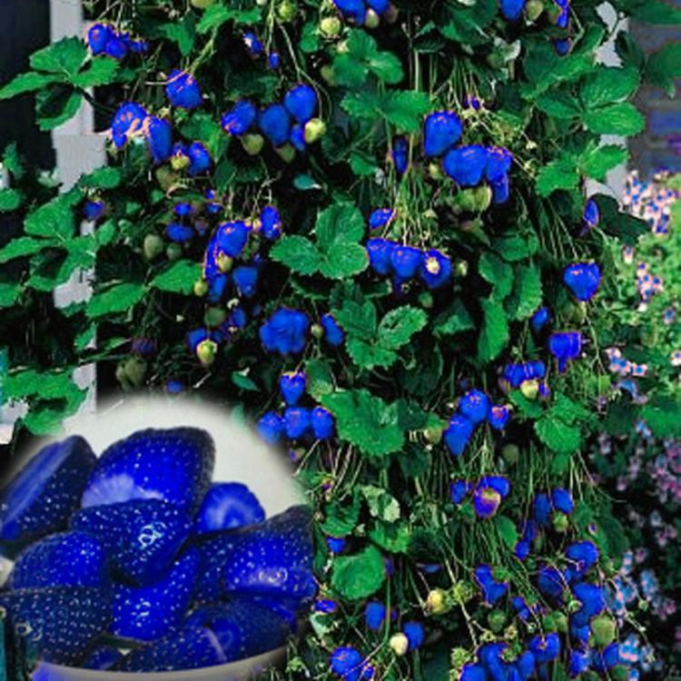 shopping גינה וגנים 500Pcs Blue Strawberry Rare Fruit Vegetable Seeds Bonsai Edible Garden Climbing Plant