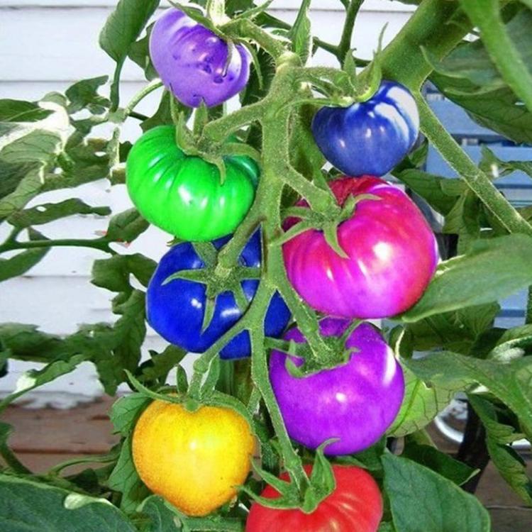 shopping גינה וגנים Egrow 100Pcs Rainbow Tomato Seeds Colorful Bonsai Organic Vegetables and Fruits Seed Home Garden