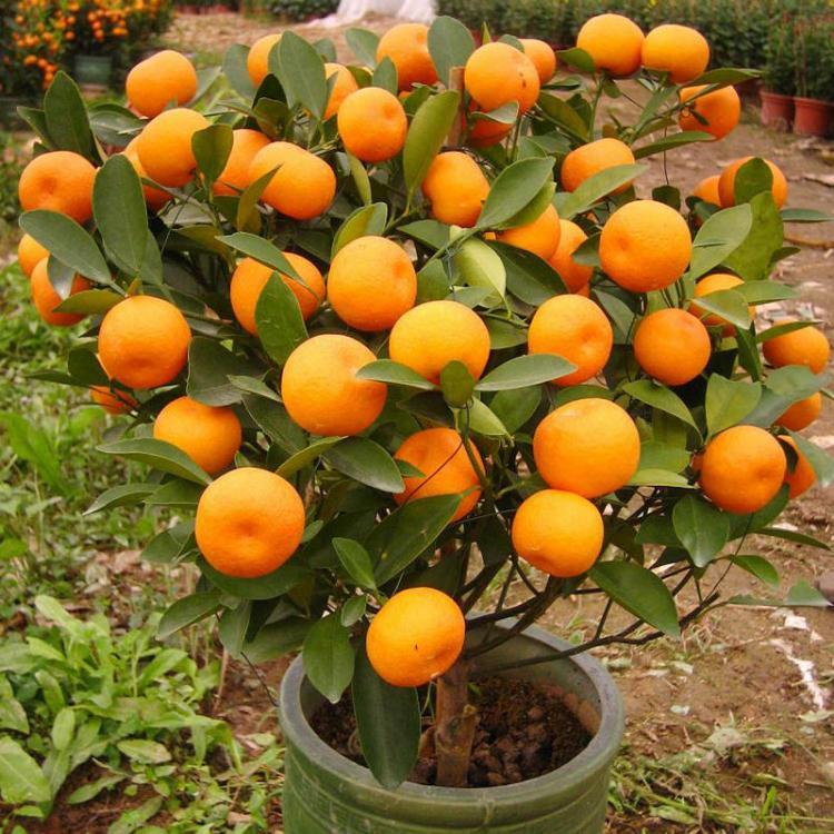 shopping גינה וגנים 30Pcs Edible Fruit Mandarin Bonsai Tree Seeds Citrus Seeds Bonsai Mandarin Orange Seeds