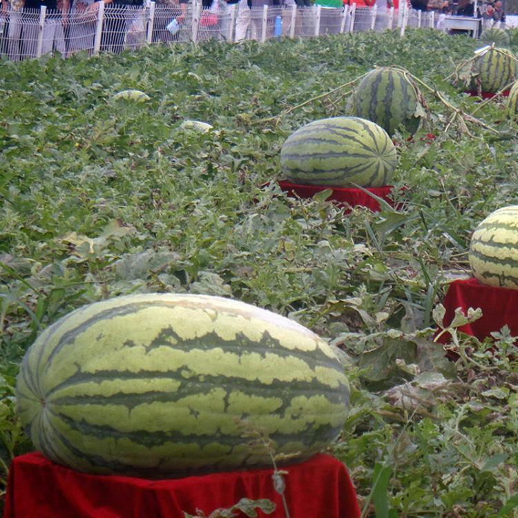 shopping גינה וגנים Egrow 30Pcs Giant Watermelon Seeds Black Tyrant King Super Sweet Watermelon Seeds Garden Fruit