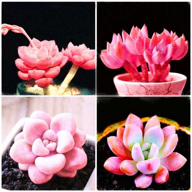shopping גינה וגנים Egrow 100Pcs/Pack Pink Succlents Seeds DIY Plant Bonsai Potted Flowers for Home Garden Courtyard