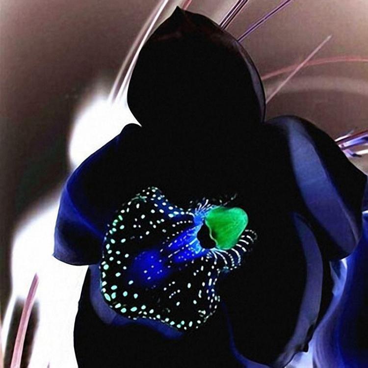 shopping גינה וגנים Egrow 100 PCS Rare Black Orchid Flower Seeds Exotic Orchid Home Garden Bonsai Planting Seeds