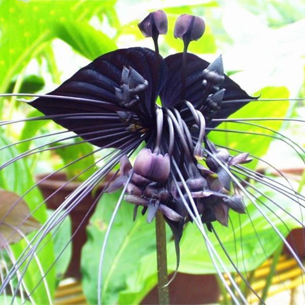 shopping גינה וגנים Egrow 100pcs/Bag Black Tiger Shall Orchid Seeds Multiple Varieties Orchid Flowers Seeds for Garden