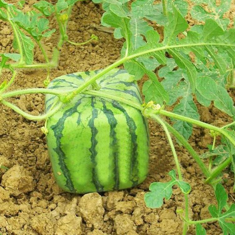 shopping גינה וגנים Egrow 30Pcs/Pack Square Watermelons Seeds Home Garden Simple Geometric Sweet Fruit Plants