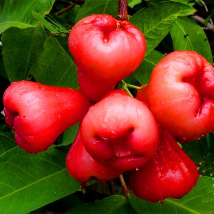 shopping גינה וגנים Egrow 100 PCS/Pack Jambu Air Seeds Rose Wax Apple Bonsai Rare Fruit Flores for Home Garden Planting