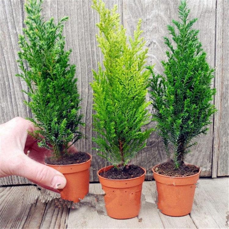 shopping גינה וגנים Egrow 50 PCS Italian Cypress Tree Seeds Cupressus Sempervirens Home Garden Bonsai Planting Seeds