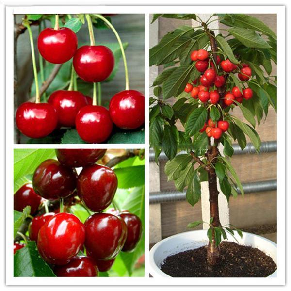 shopping גינה וגנים Egrow 20 Pcs/Bag Cherry Seeds Home Indoor Fruit Bonsai Dwarf Cherry Tree Seed Planting