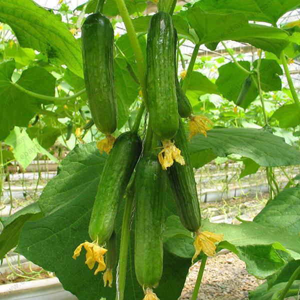 shopping גינה וגנים Egrow 20 Pcs/Pack Dutch Cucumber Cuke Seeds Green Vegetables Seed For Home Garden Planting